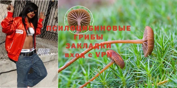 PSILOCYBIN Вяземский